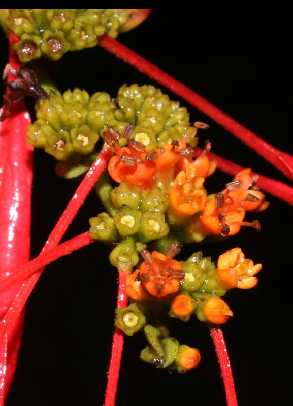 Rubiaceae Warszewiczia coccinea