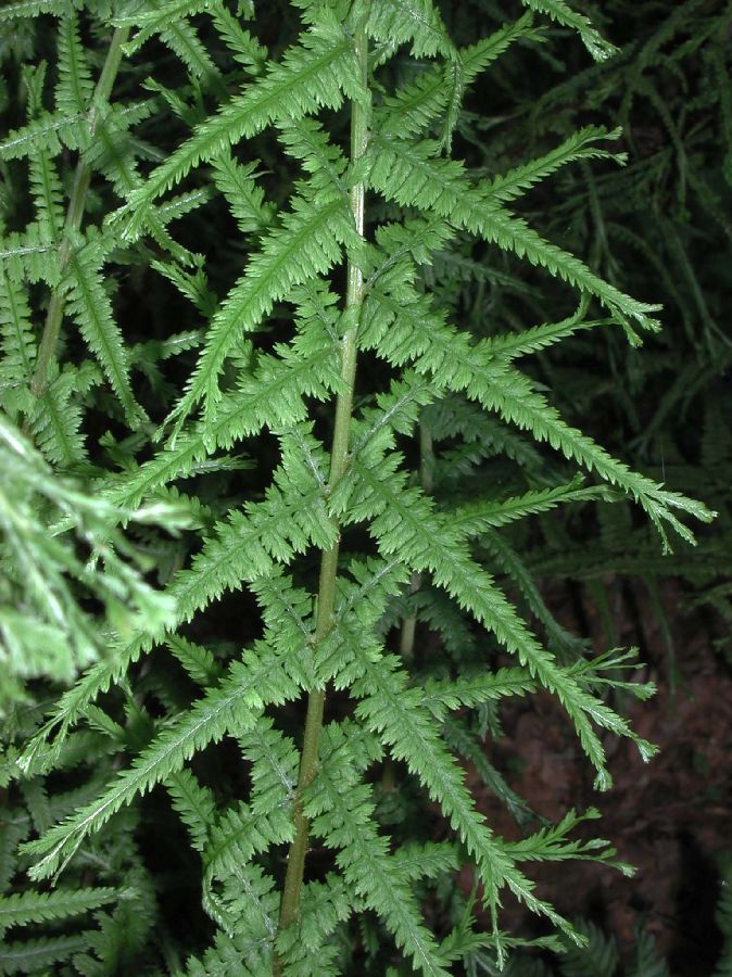 Athyriaceae Athyrium filiix-femina