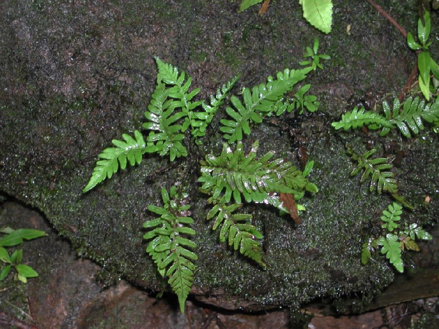 Thelypteridaceae Amauropelta aspidioides