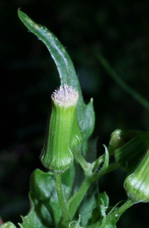 Asteraceae Erechtites hieracifolium