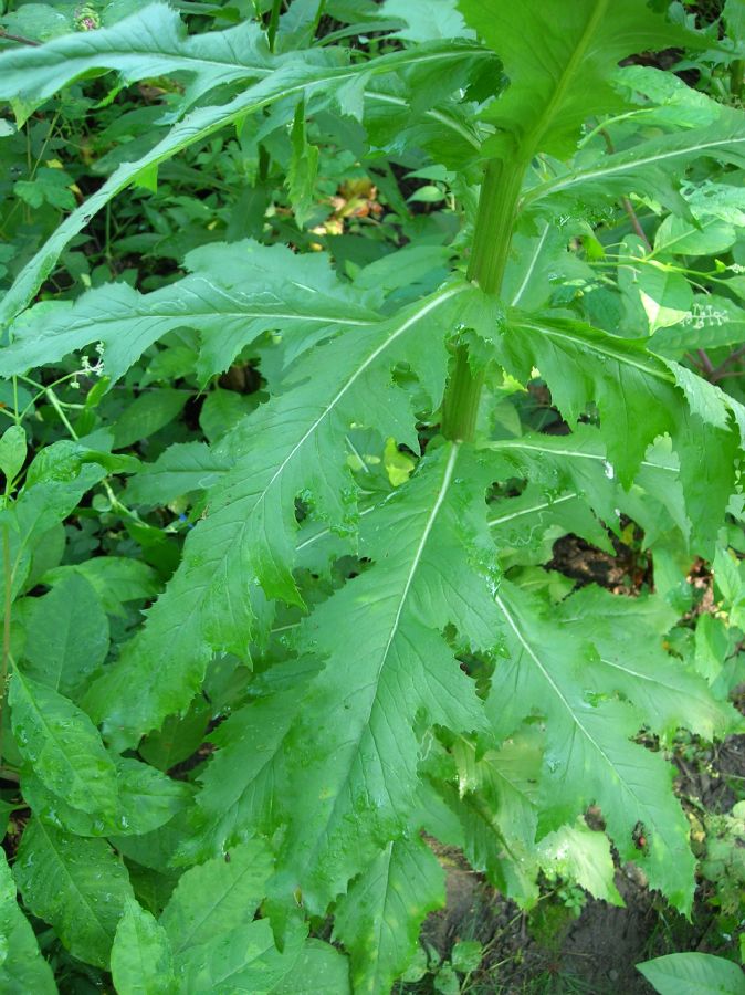 Asteraceae Erechtites hieracifolium