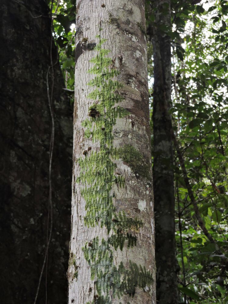 Hymenophyllaceae Trichomanes tuerckheimii