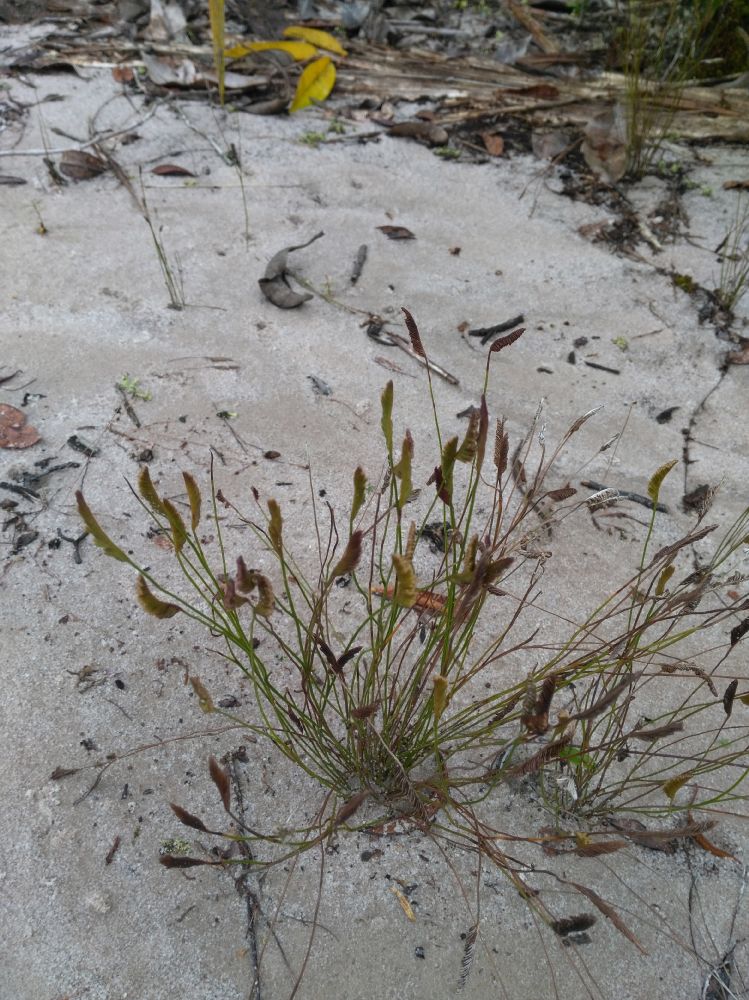 Schizaeaceae Schizaea incurvata