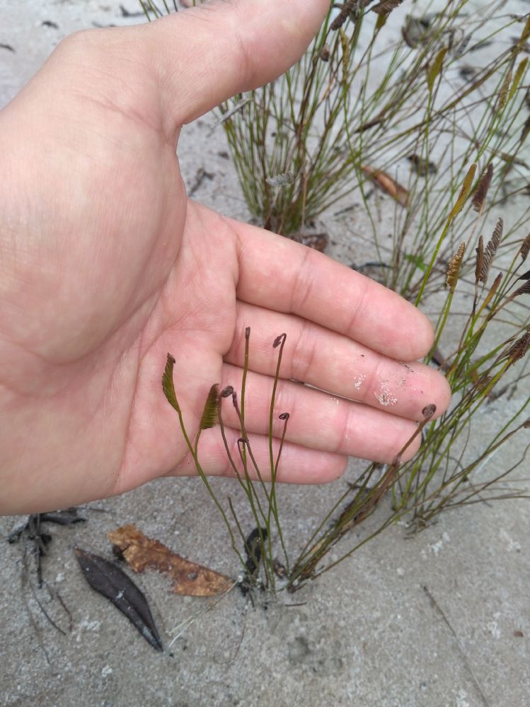 Schizaeaceae Schizaea incurvata