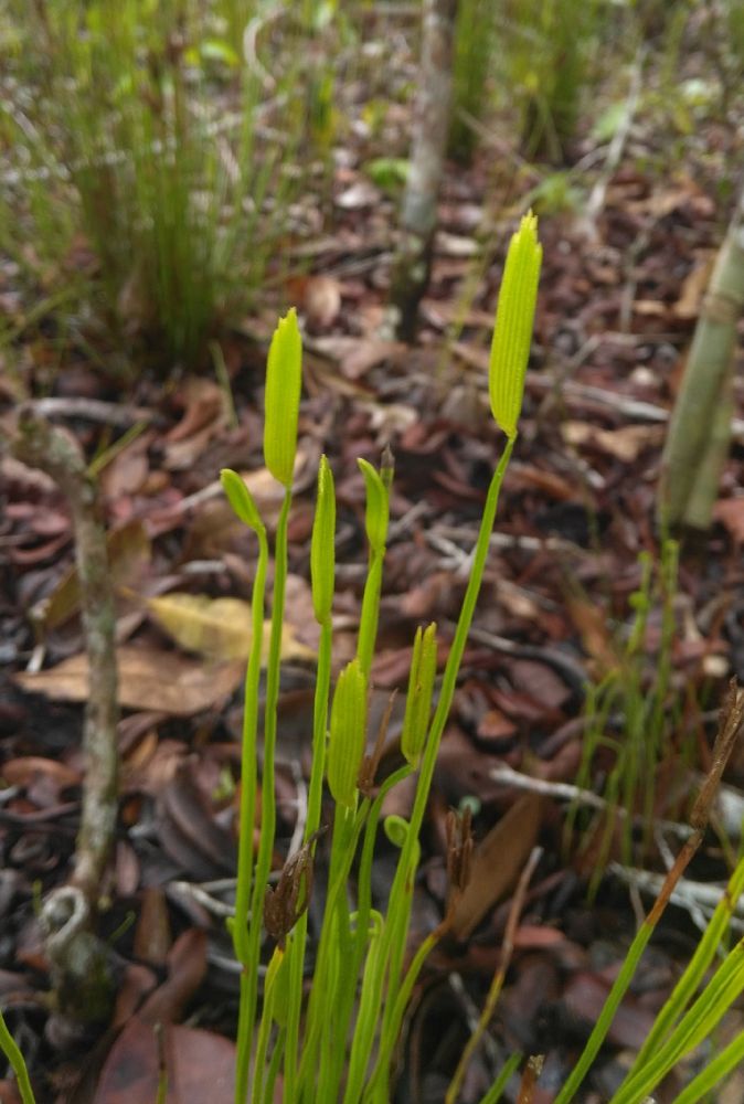 Schizaeaceae Actinostachys pennula