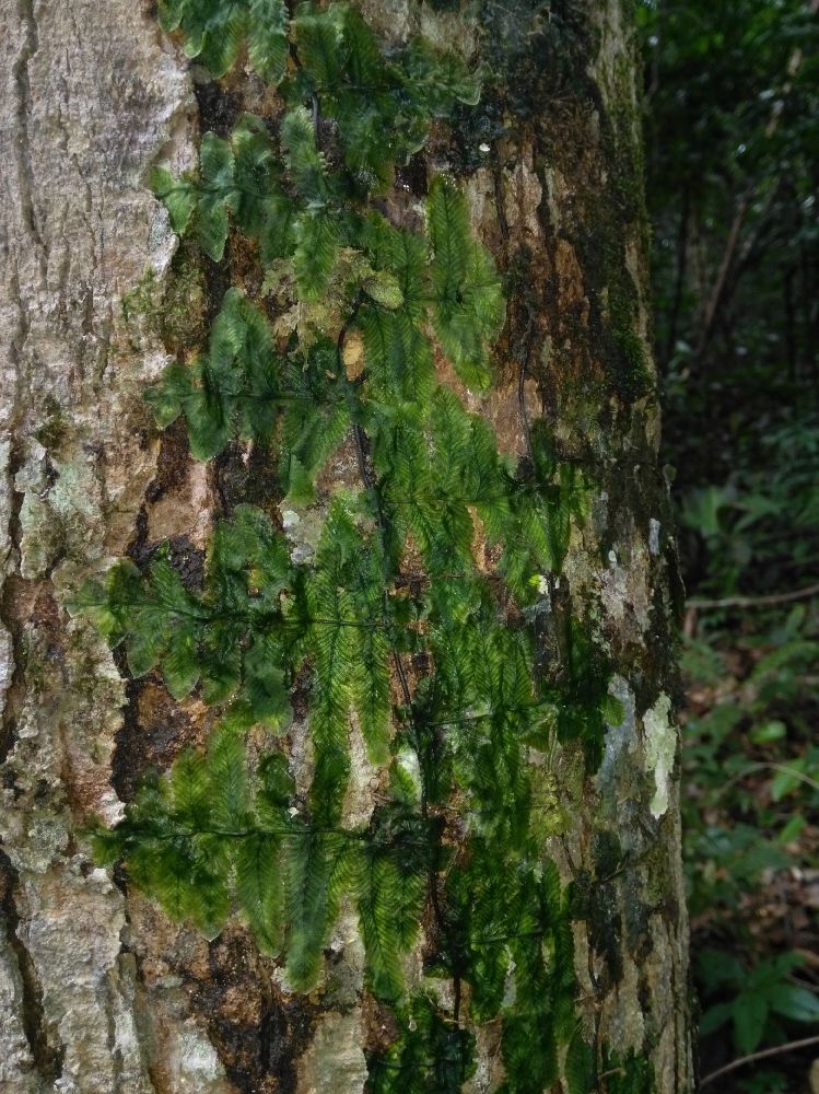 Hymenophyllaceae Trichomanes tuerckheimii