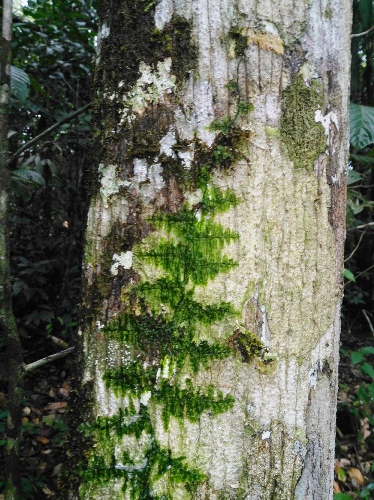 Hymenophyllaceae Trichomanes tuerckheimii