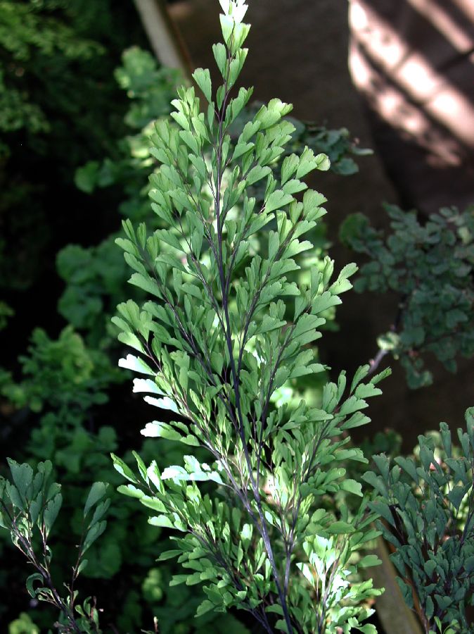 Pteridaceae Adiantum raddianum