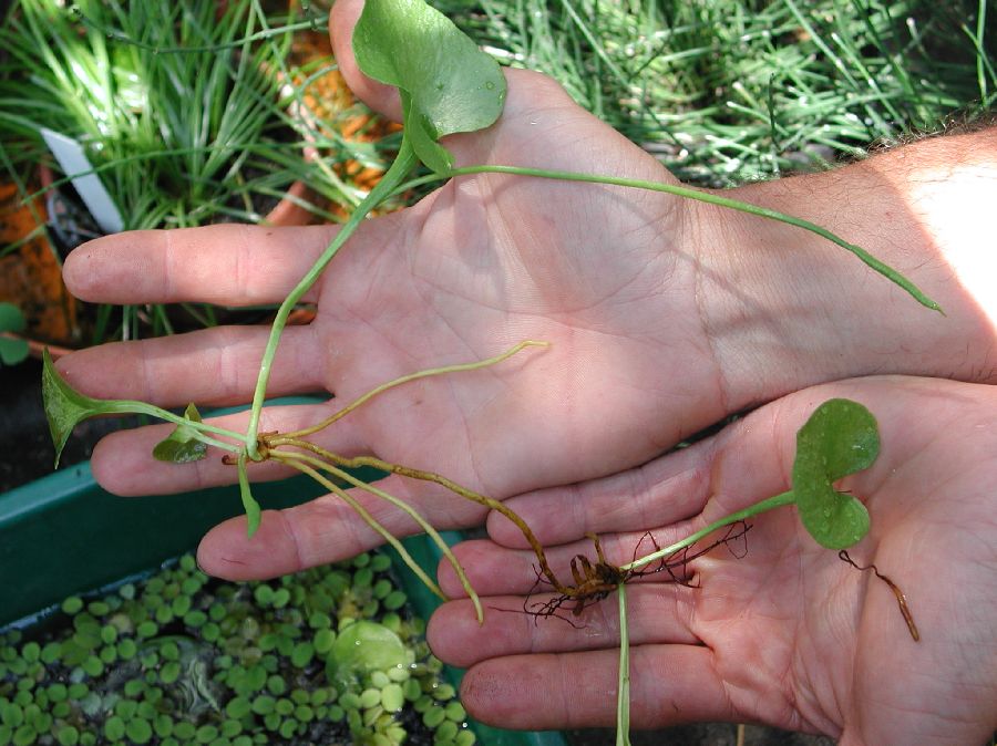 Ophioglossaceae Ophioglossum reticulatum