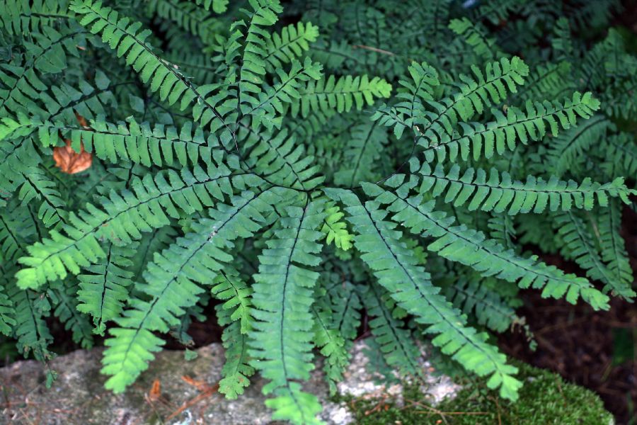 Pteridaceae Adiantum pedatum