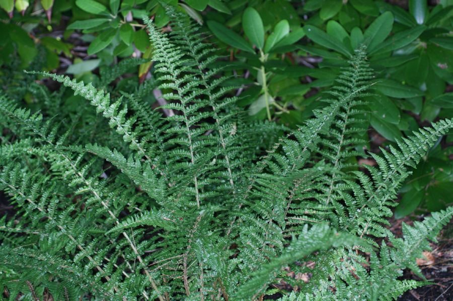 Dryopteridaceae Dryopteris affinis