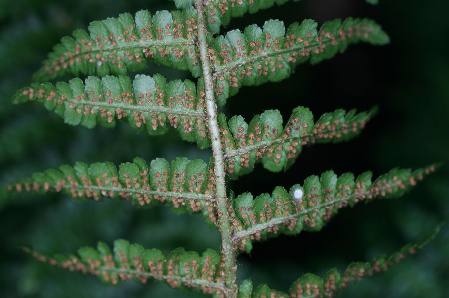 Dryopteridaceae Dryopteris affinis