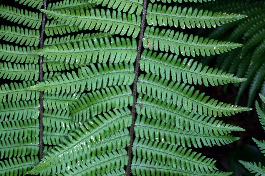 Dryopteridaceae Dryopteris polylepis