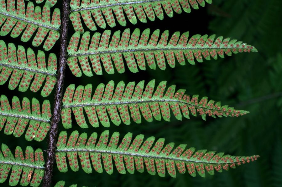 Dryopteridaceae Dryopteris polylepis