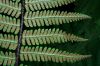 image of Dryopteris polylepis