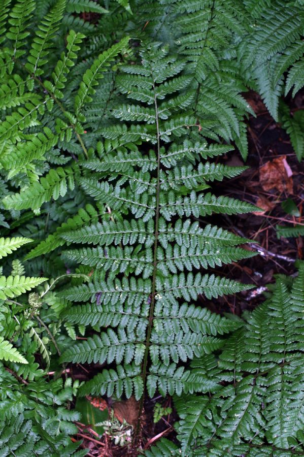 Dryopteridaceae Dryopteris remota