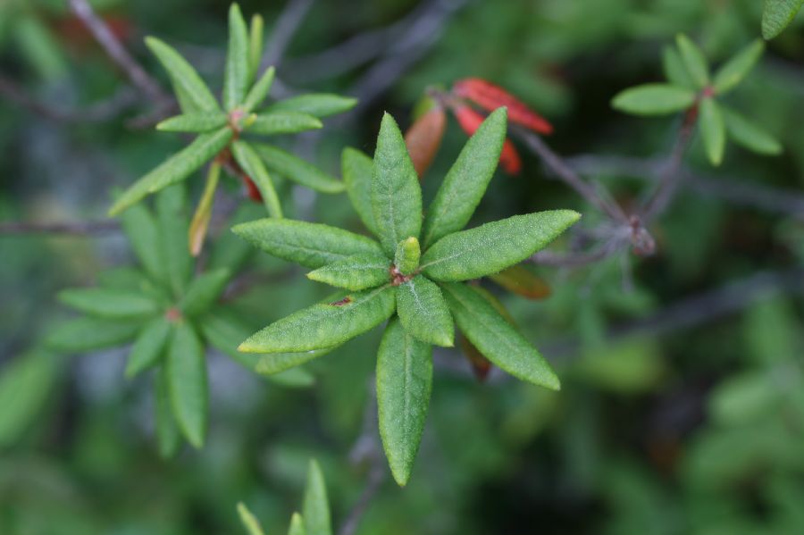 Ericaceae Ledum goenlandicum