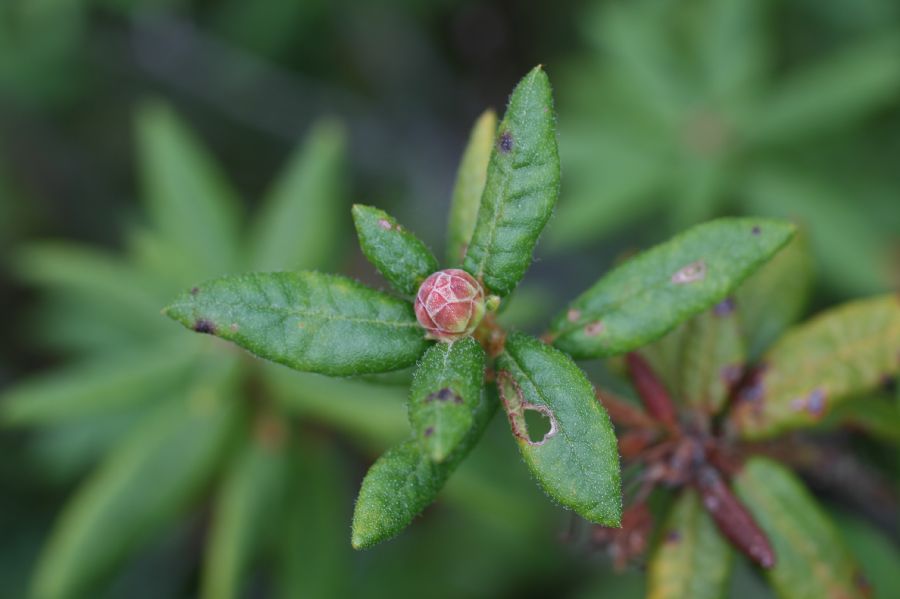 Ericaceae Ledum goenlandicum