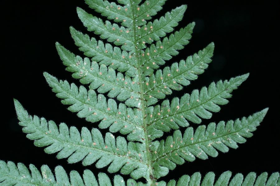 Thelypteridaceae Phegopteris connectilis