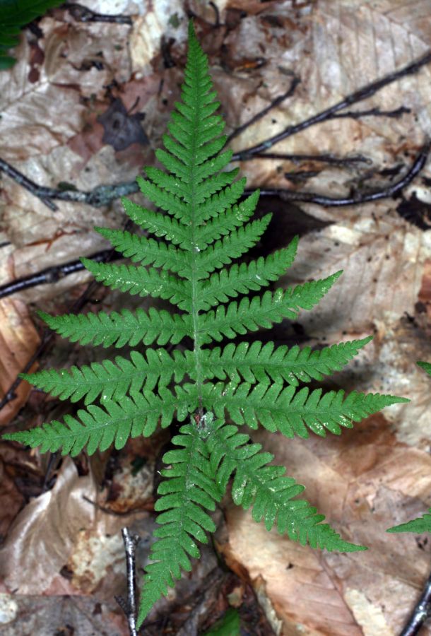 Thelypteridaceae Phegopteris connectilis