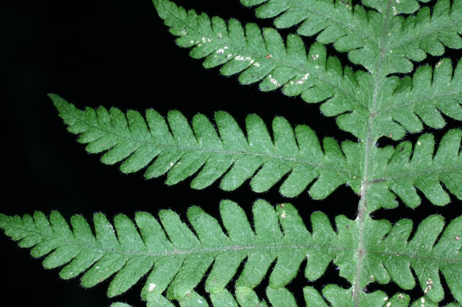 Thelypteridaceae Phegopteris connectilis