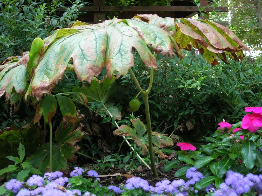 Berberidaceae Podophyllum peltatum