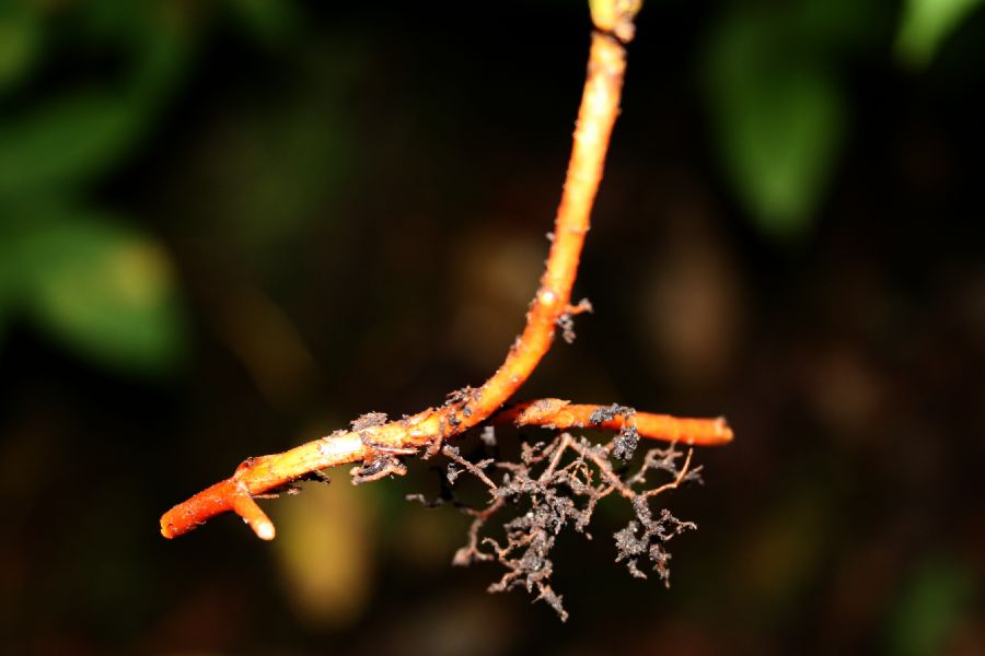 Lycopodiaceae Dendrolycopodium obscurum