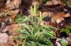 image of Dendrolycopodium obscurum