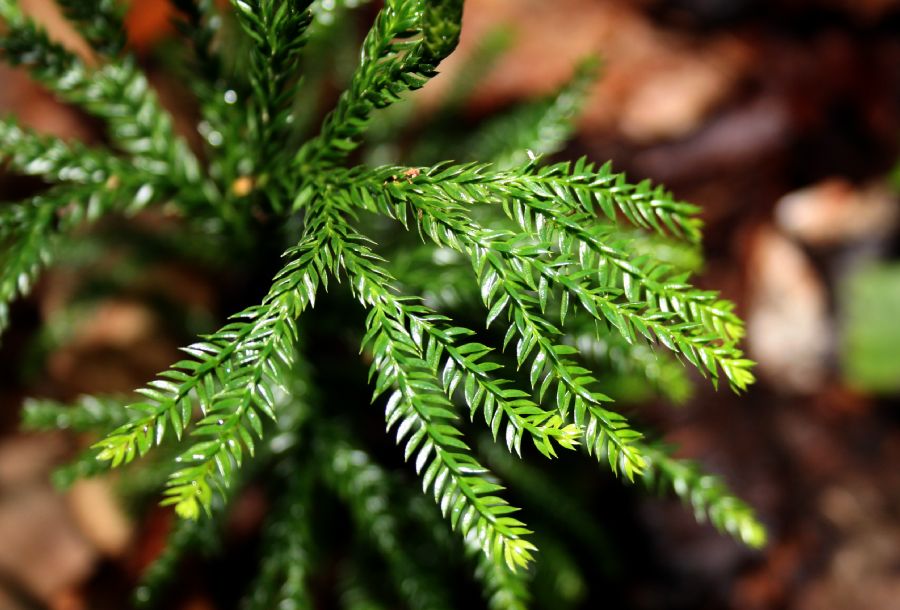 Lycopodiaceae Dendrolycopodium obscurum