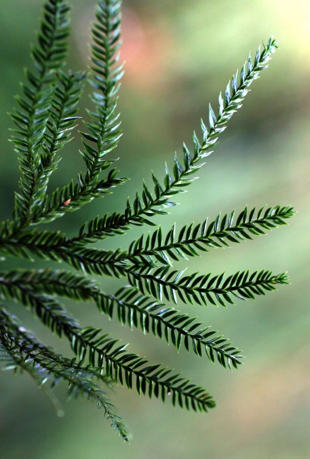 Lycopodiaceae Dendrolycopodium obscurum