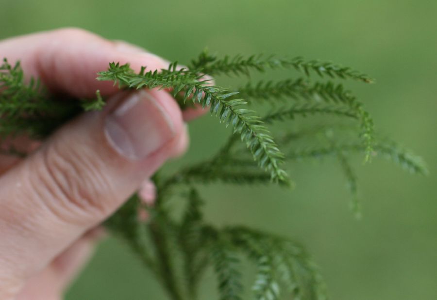 Lycopodiaceae Dendrolycopodium obscurum