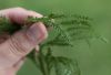 image of Dendrolycopodium obscurum