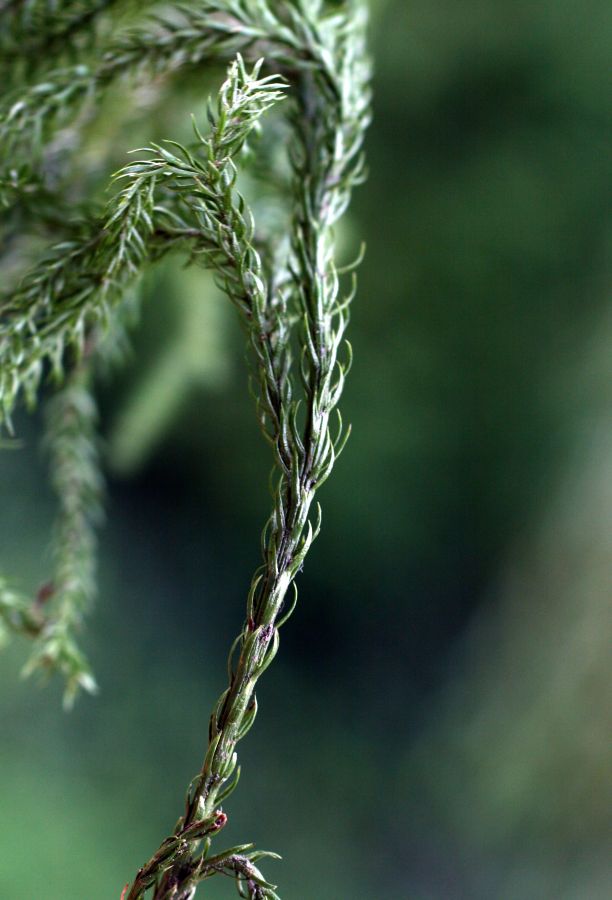 Lycopodiaceae Dendrolycopodium obscurum