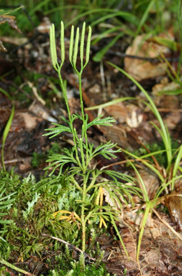 Lycopodiaceae Diphasiastrum complanatum