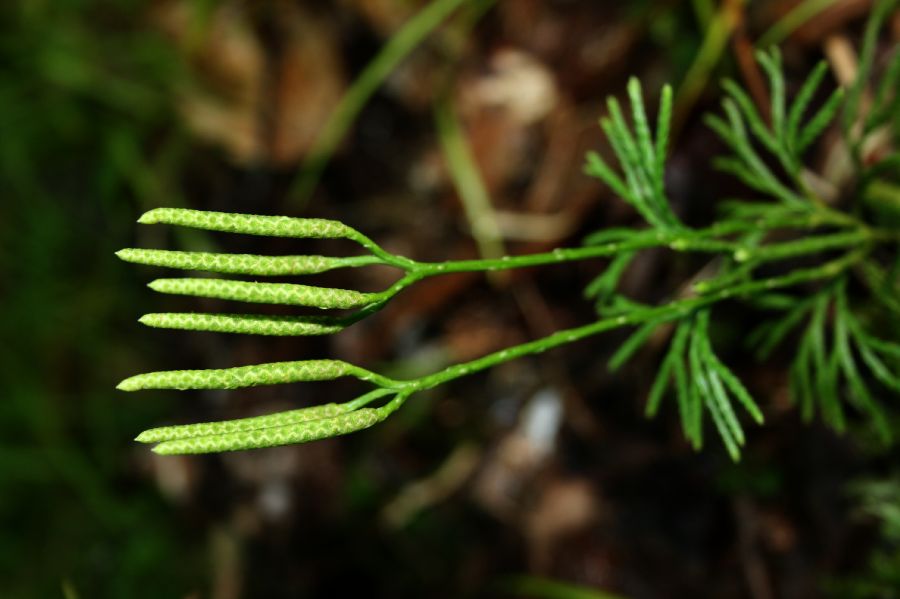 Lycopodiaceae Diphasiastrum complanatum