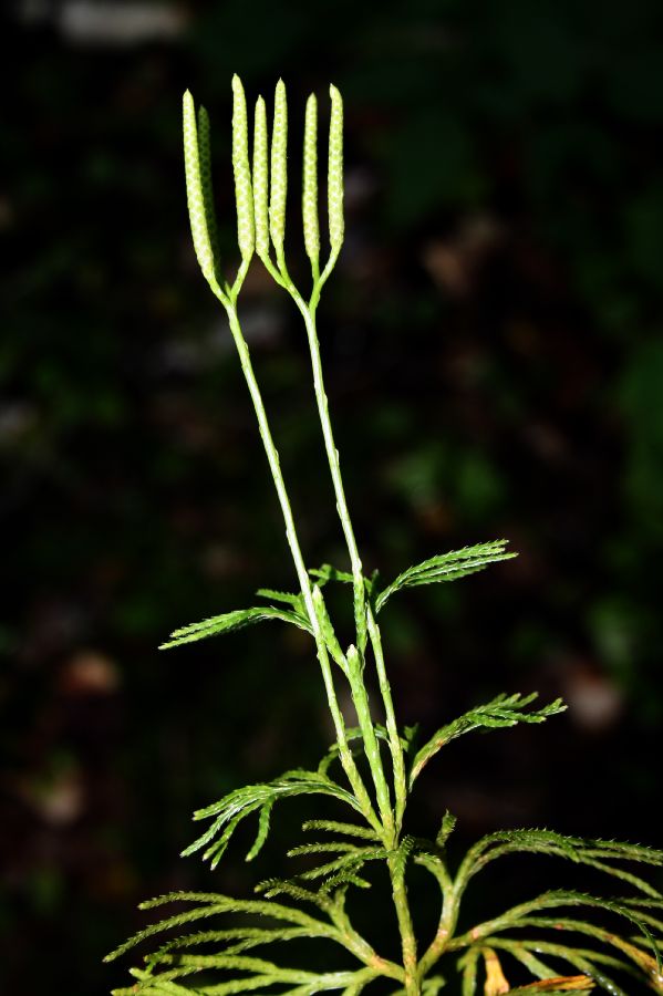 Lycopodiaceae Diphasiastrum complanatum