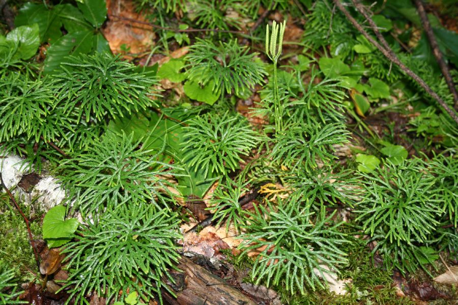 Lycopodiaceae Diphasiastrum complanatum