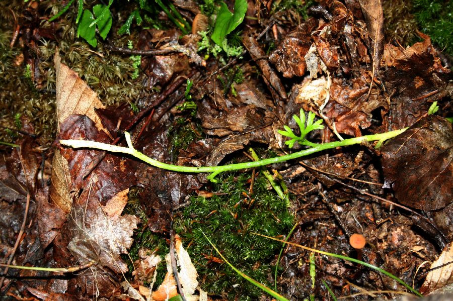 Lycopodiaceae Diphasiastrum complanatum