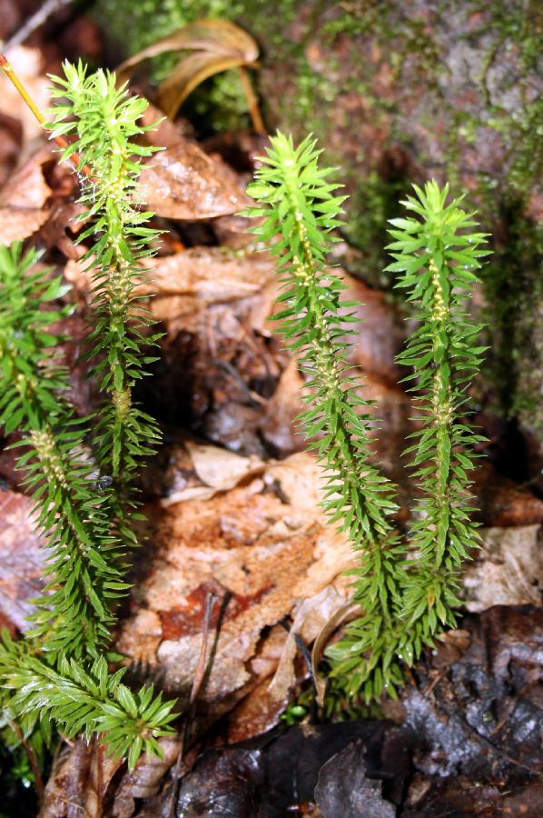 Lycopodiaceae Huperzia lucidula