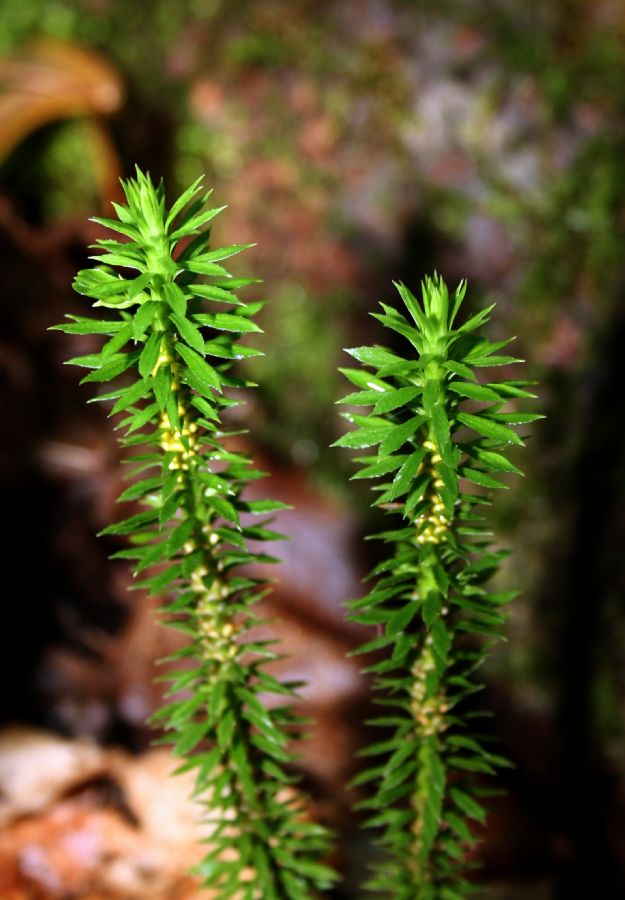 Lycopodiaceae Huperzia lucidula