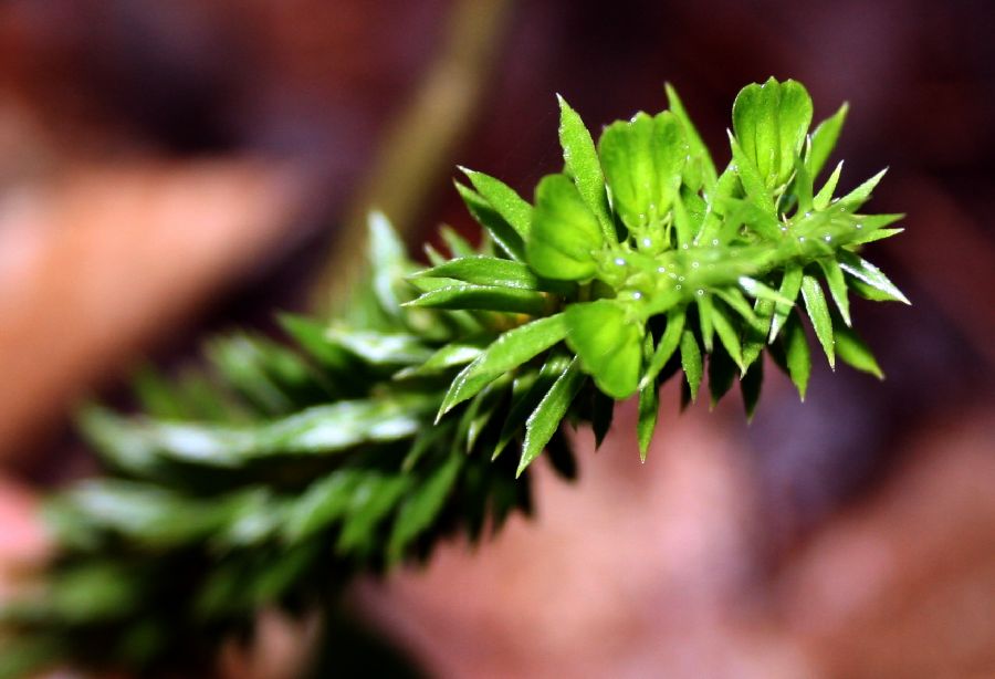 Lycopodiaceae Huperzia lucidula