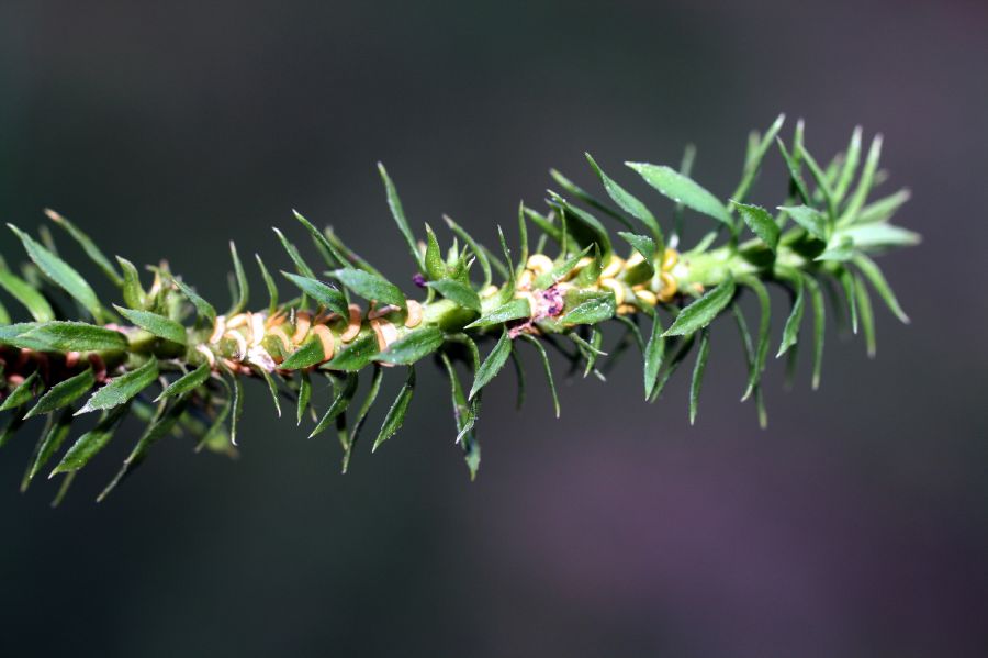 Lycopodiaceae Huperzia lucidula