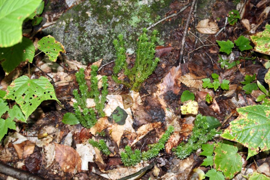 Lycopodiaceae Huperzia lucidula