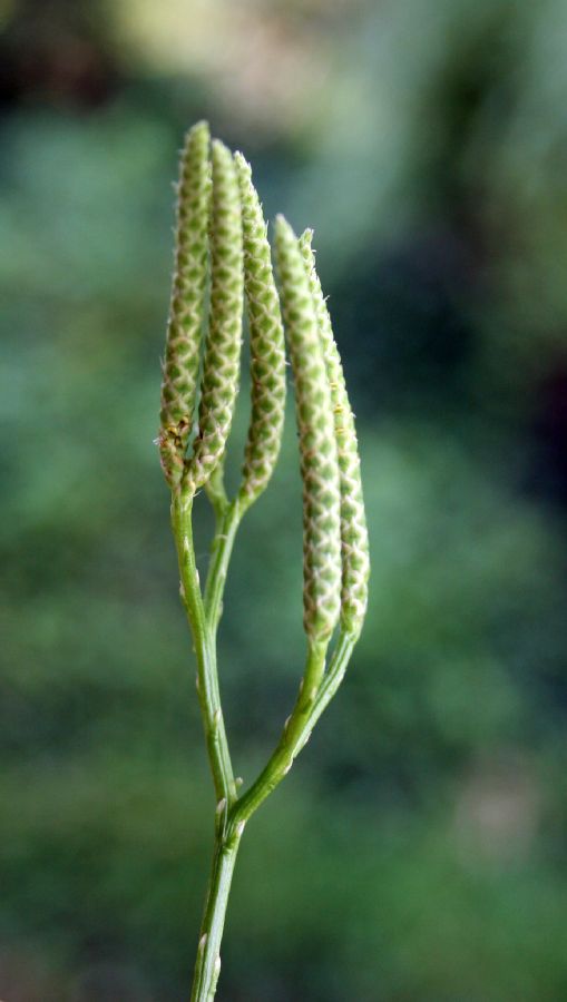 Lycopodiaceae Lycopodium clavatum