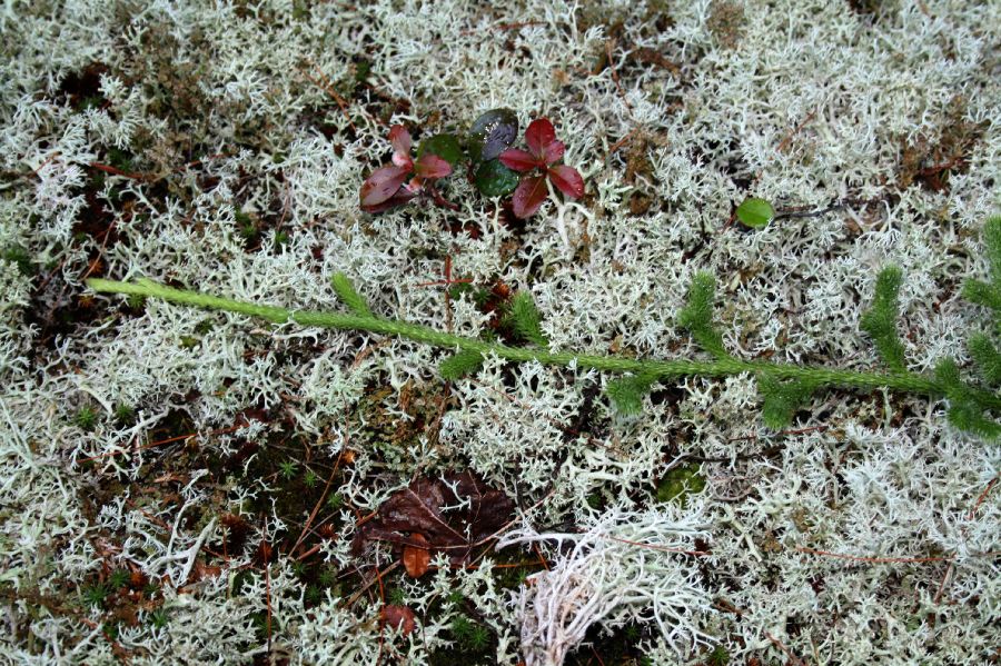 Lycopodiaceae Lycopodium clavatum