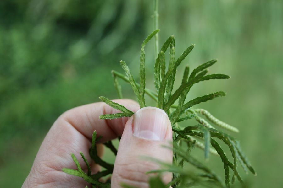 Lycopodiaceae Diphasiastrum complanatum