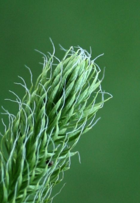 Lycopodiaceae Lycopodium clavatum