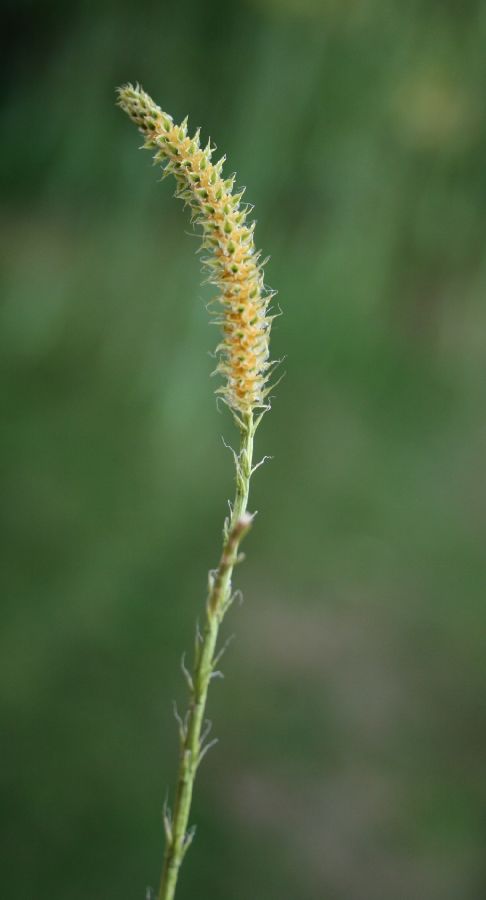 Lycopodiaceae Lycopodium clavatum