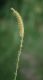 image of Lycopodium clavatum