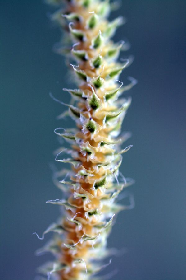 Lycopodiaceae Lycopodium clavatum